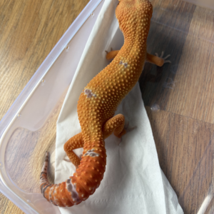 B260711 Gecko Sunglow poss Giant jantan B260711 Gecko Sunglow poss Giant jantan