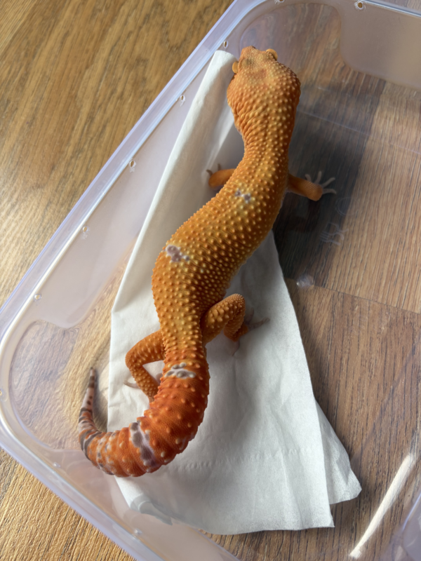 B260711 Gecko Sunglow poss Giant jantan B260711 Gecko Sunglow poss Giant jantan