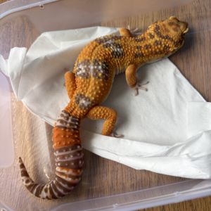 B260713 Leopard Gecko Giant Tangerine Albino jantan B260713 Leopard Gecko Giant Tangerine Albino jantan