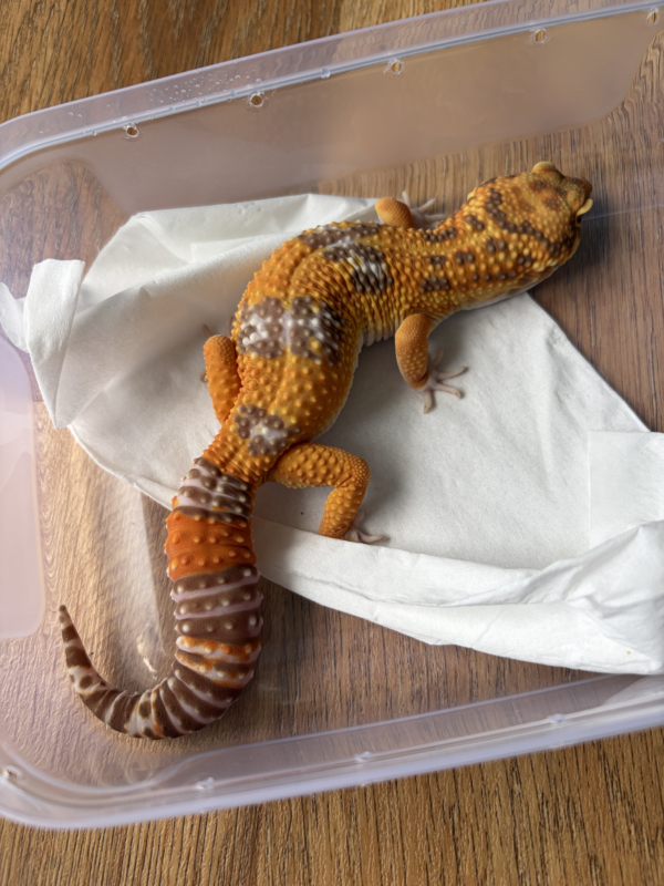 B260713 Leopard Gecko Giant Tangerine Albino jantan