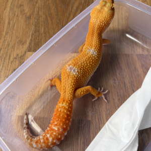 B260715 Gecko Hybino Giant betina B260715 Gecko Hybino Giant betina