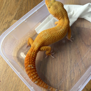 B260716 Gecko Sunglow poss Giant jantan B260716 Gecko Sunglow poss Giant jantan