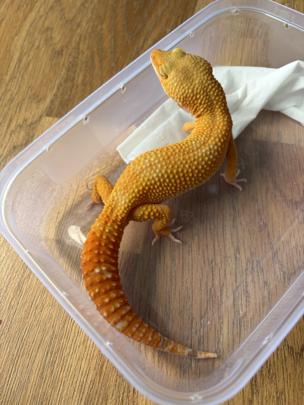 B260716 Gecko Sunglow poss Giant jantan B260716 Gecko Sunglow poss Giant jantan