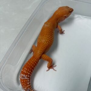 B260720 Gecko Sunglow Giant betina B260720 Gecko Sunglow Giant betina