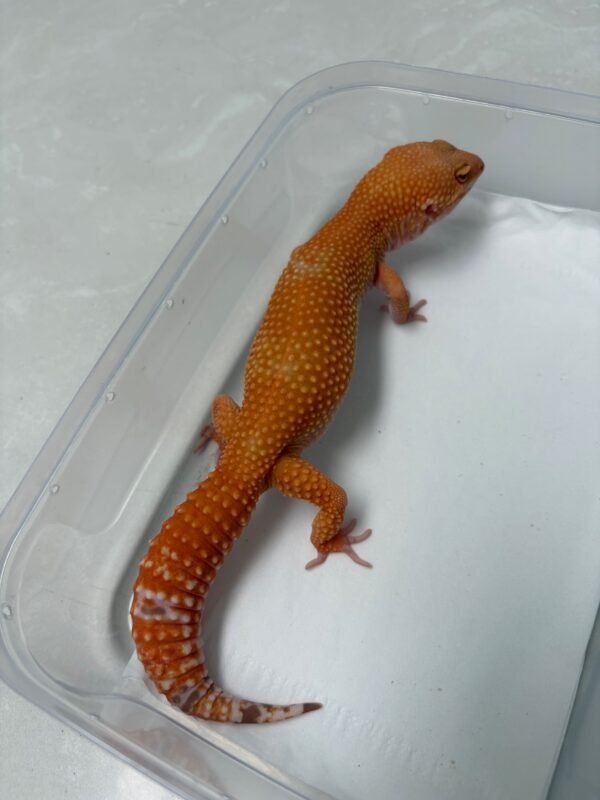 B260720 Gecko Sunglow Giant betina