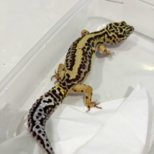 B260746 Bold Stripe ph Tremper Betina B260746 Bold Stripe ph Tremper Betina