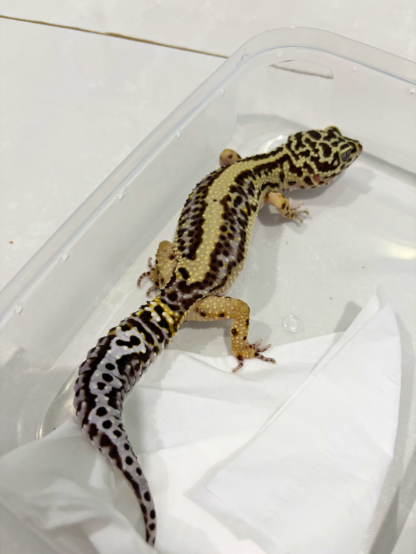 B260746 Bold Stripe ph Tremper Betina