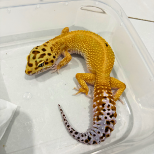 B260747 Emerine Patty Stripe het Tremper Betina B260747 Emerine Patty Stripe het Tremper Betina