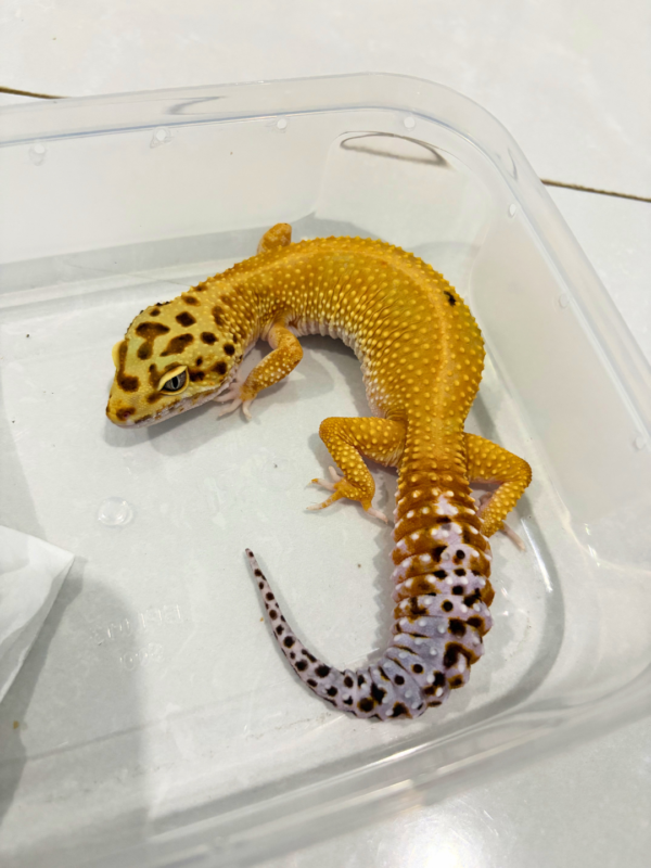 B260747 Emerine Patty Stripe het Tremper Betina