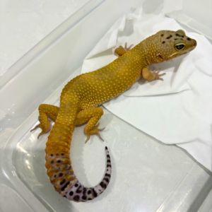 B260748 Black Night SHTCT ph Tremper Jantan B260748 Black Night SHTCT ph Tremper Jantan