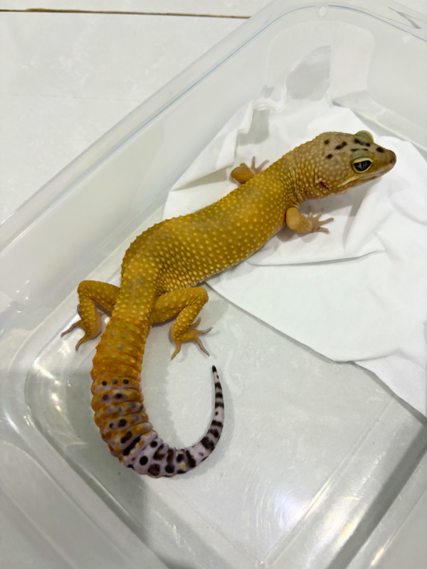 B260748 Black Night SHTCT ph Tremper Jantan