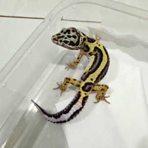 B260756 Gecko Bold Stripe ph Tremper jantan B260756 Gecko Bold Stripe ph Tremper jantan