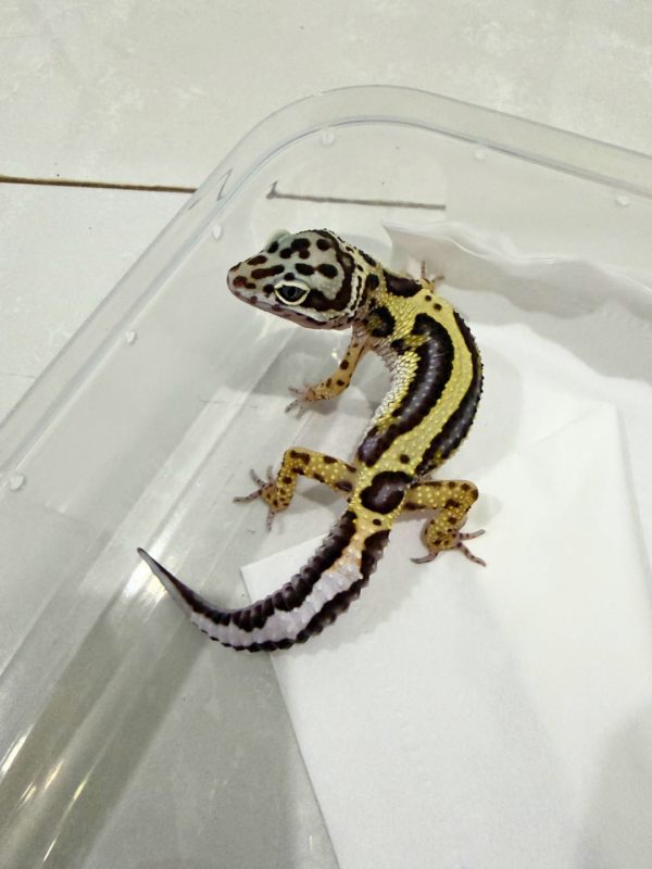 B260756 Gecko Bold Stripe ph Tremper jantan