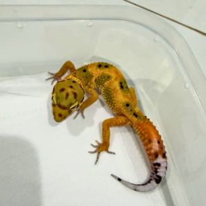 B260759 Emerine het Tremper Jantan B260759 Emerine het Tremper Jantan