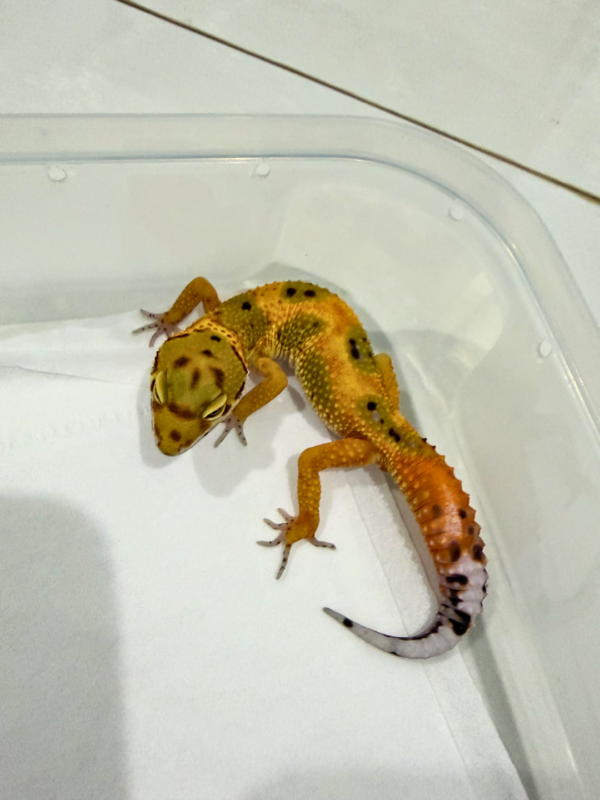 B260759 Emerine het Tremper Jantan