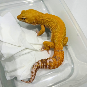 B260764 Tremper Emerine Jantan B260764 Tremper Emerine Jantan