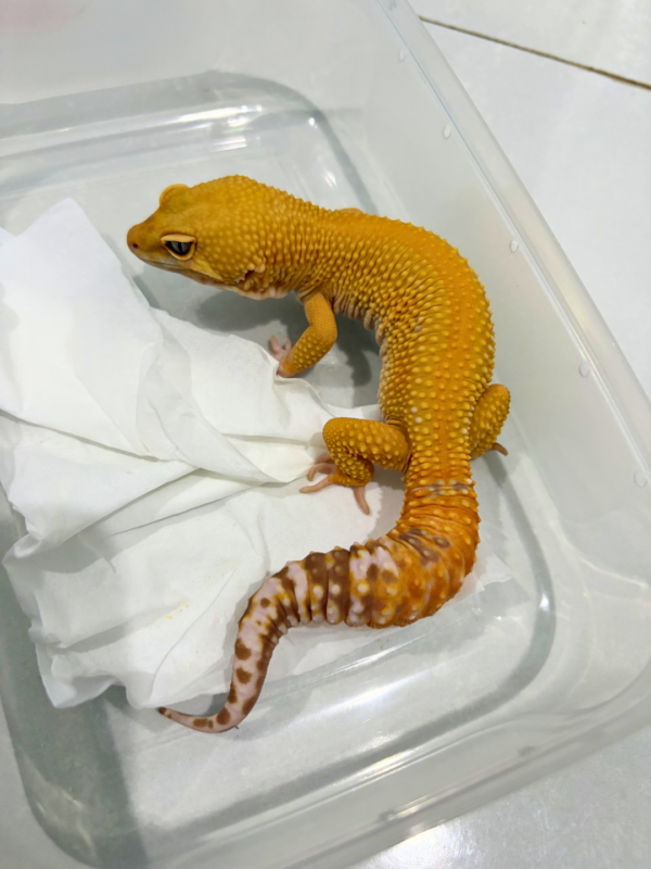 B260764 Tremper Emerine Jantan