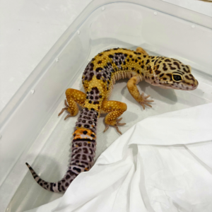 B260766 Tangerine Black Night Cross ph Tremper Jantan B260766 Tangerine Black Night Cross ph Tremper Jantan