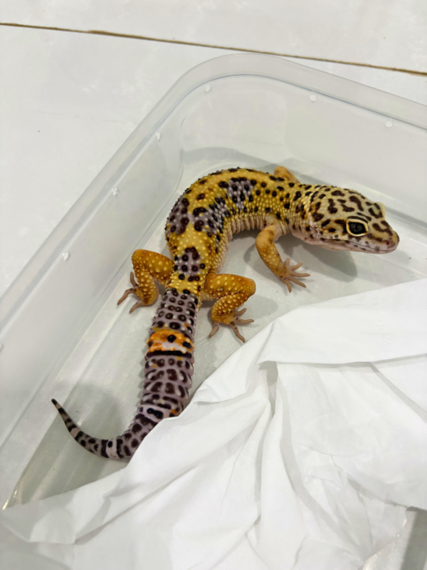 B260766 Tangerine Black Night Cross ph Tremper Jantan