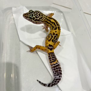B260768 Tangerine Black Night Cross ph Tremper Betina B260768 Tangerine Black Night Cross ph Tremper Betina