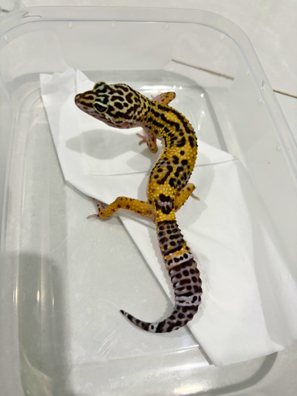 B260768 Tangerine Black Night Cross ph Tremper Betina