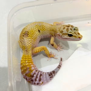 B260820 White & Yellow het Bell ph Radar Betina B260820 White & Yellow het Bell ph Radar Betina