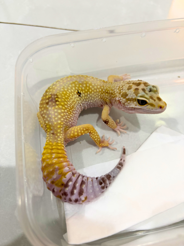 B260820 White & Yellow het Bell ph Radar Betina