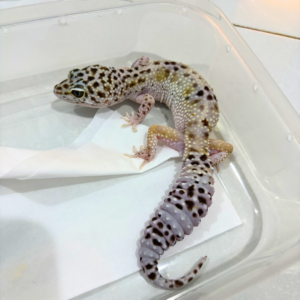 B260821 Gecko TUG Snow het RAPTOR betina B260821 Gecko TUG Snow het RAPTOR betina