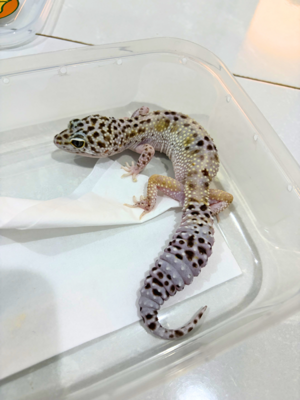 B260821 Gecko TUG Snow het RAPTOR betina