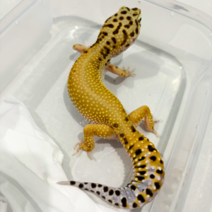 B260825 Patty Stripe ph RAPTOR Betina Patty Stripe ph RAPTOR - Betina - B260825