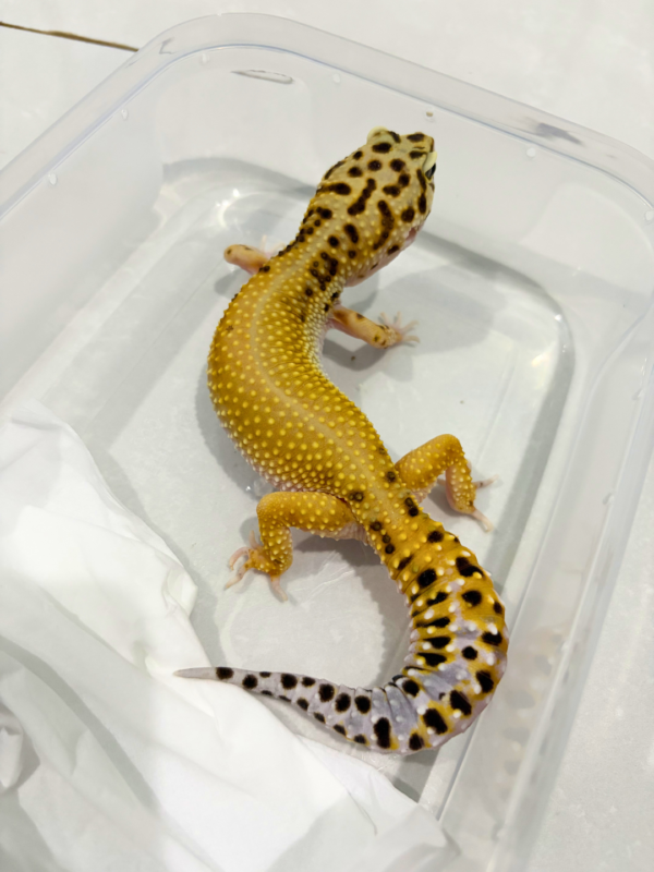 Patty Stripe ph RAPTOR - Betina - B260825