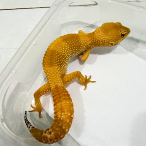 B260824 SHTCTB ph Tremper Betina B260824 SHTCTB ph Tremper Betina