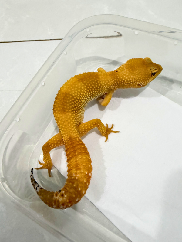 B260824 SHTCTB ph Tremper Betina