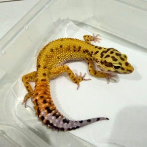 B260822 Emerine Stripe CT ph Tremper B260822 Emerine Stripe CT ph Tremper