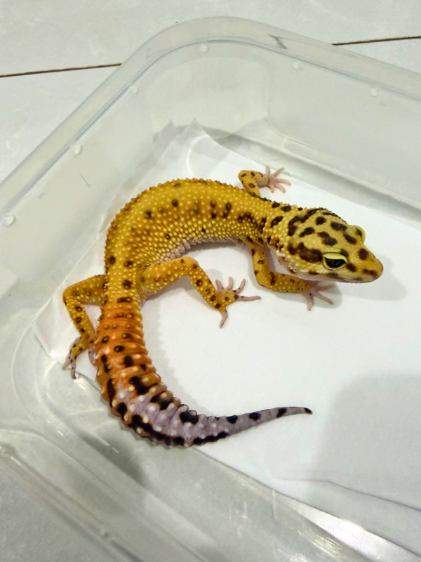 B260822 Emerine Stripe CT ph Tremper
