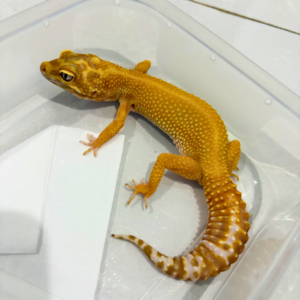 B260827 Tremper Emerine Red Stripe Betina B260827 Tremper Emerine Red Stripe Betina