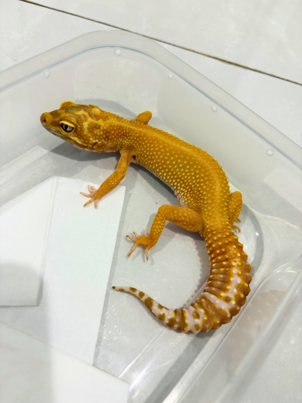B260827 Tremper Emerine Red Stripe Betina
