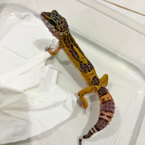 B260829 Tangerine Black Night ph Tremper B260829 Tangerine Black Night ph Tremper