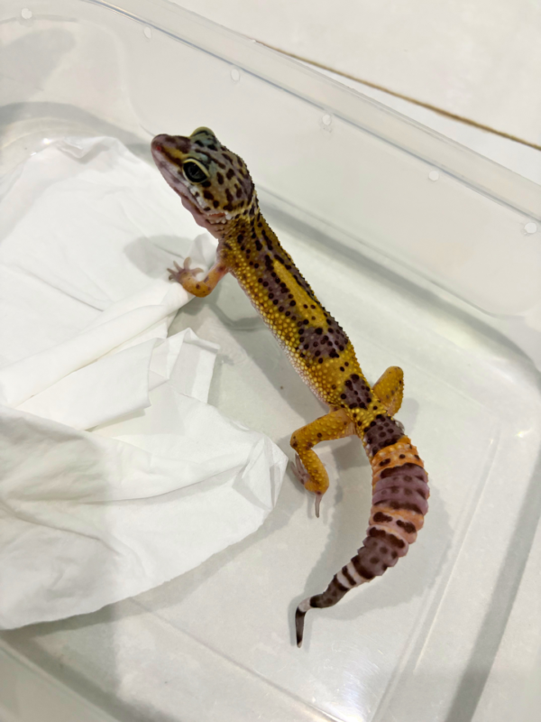 B260829 Tangerine Black Night ph Tremper