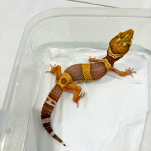 B260830 Tremper ph RAPTOR Betina B260830 Tremper ph RAPTOR Betina