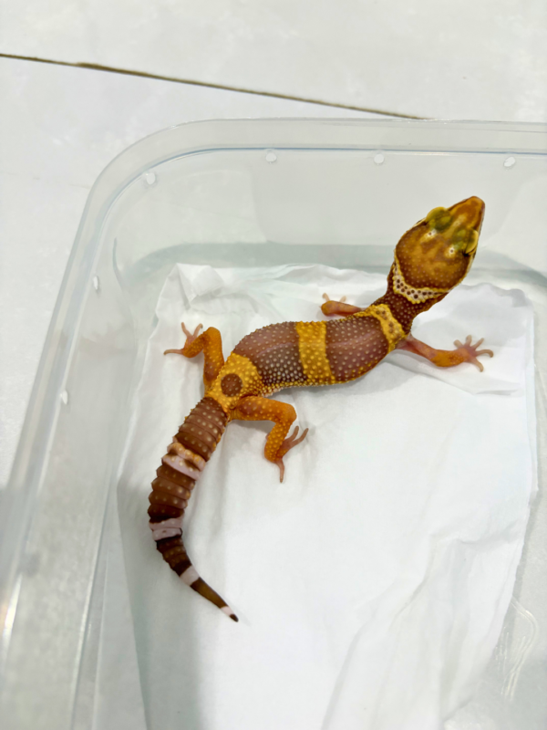 B260830 Tremper ph RAPTOR Betina