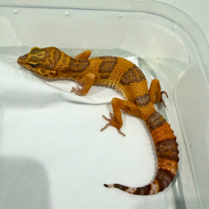 B260832 Sunspot Betina B260832 Sunspot Betina