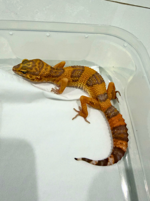 B260832 Sunspot Betina