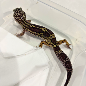 B260834 Mack Snow Black Night ph Tremper Betina B260834 Mack Snow Black Night ph Tremper Betina