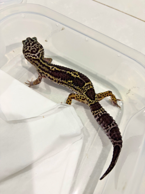 B260834 Mack Snow Black Night ph Tremper Betina