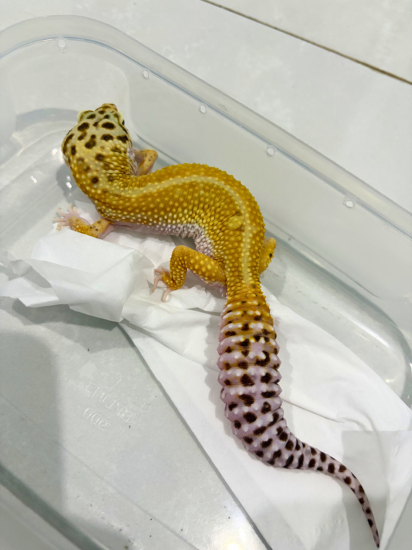 B260838 Red Stripe het Bell Albino Betina