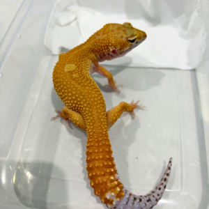 B260840 Patty Stripe ph RAPTOR Betina