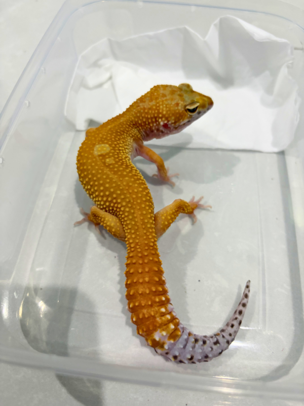 B260840 Patty Stripe ph RAPTOR Betina