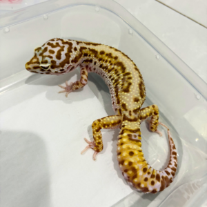 B260842 White & Yellow Bell Albino Bold Stripe Betina