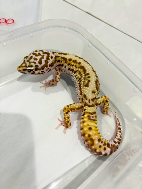 B260842 White & Yellow Bell Albino Bold Stripe Betina
